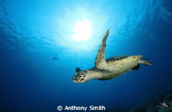 Flying Turtle by Anthony Smith 